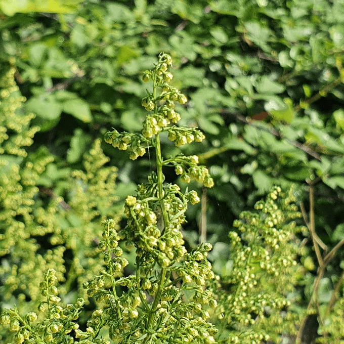 Artemisia annua