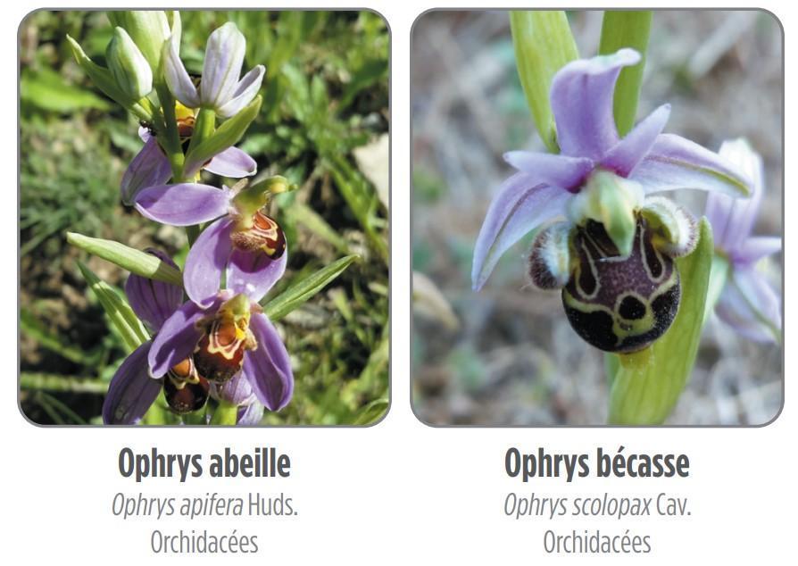 Orchidées des Alpilles